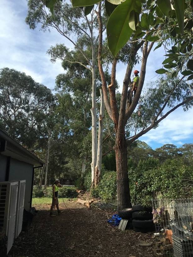 Backyard tree removal in progress
