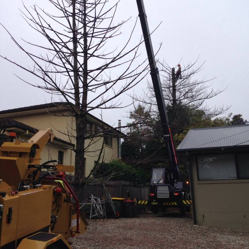 Crane removing a dead tree beside a home
