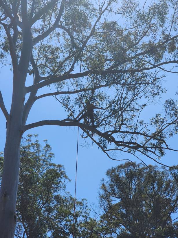 A Noble Arborist tree work